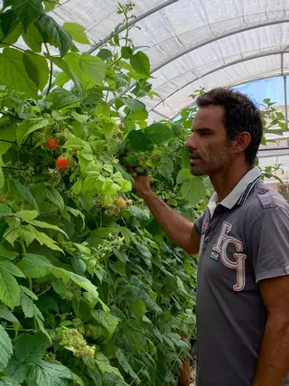 Luís Filipe criou um negócio de produção de framboesas em 2014