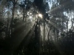 A floresta a quem a cuida?
