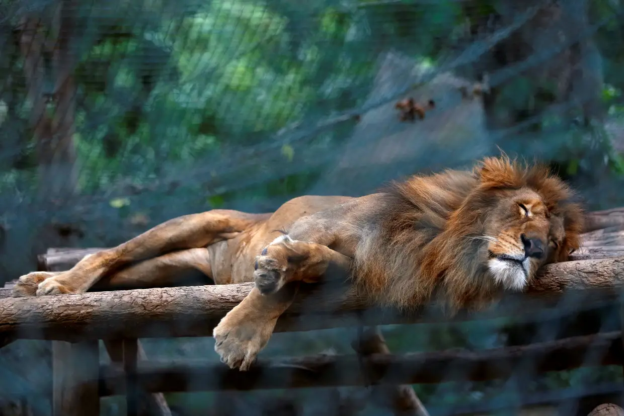 Leão do Jardim Zoológico de Caracas, na Venezuela, onde morreram 50 animais nos últimos meses, por falta de alimentos.