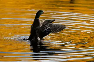Detetado caso de gripe aviária em patos selvagens em França