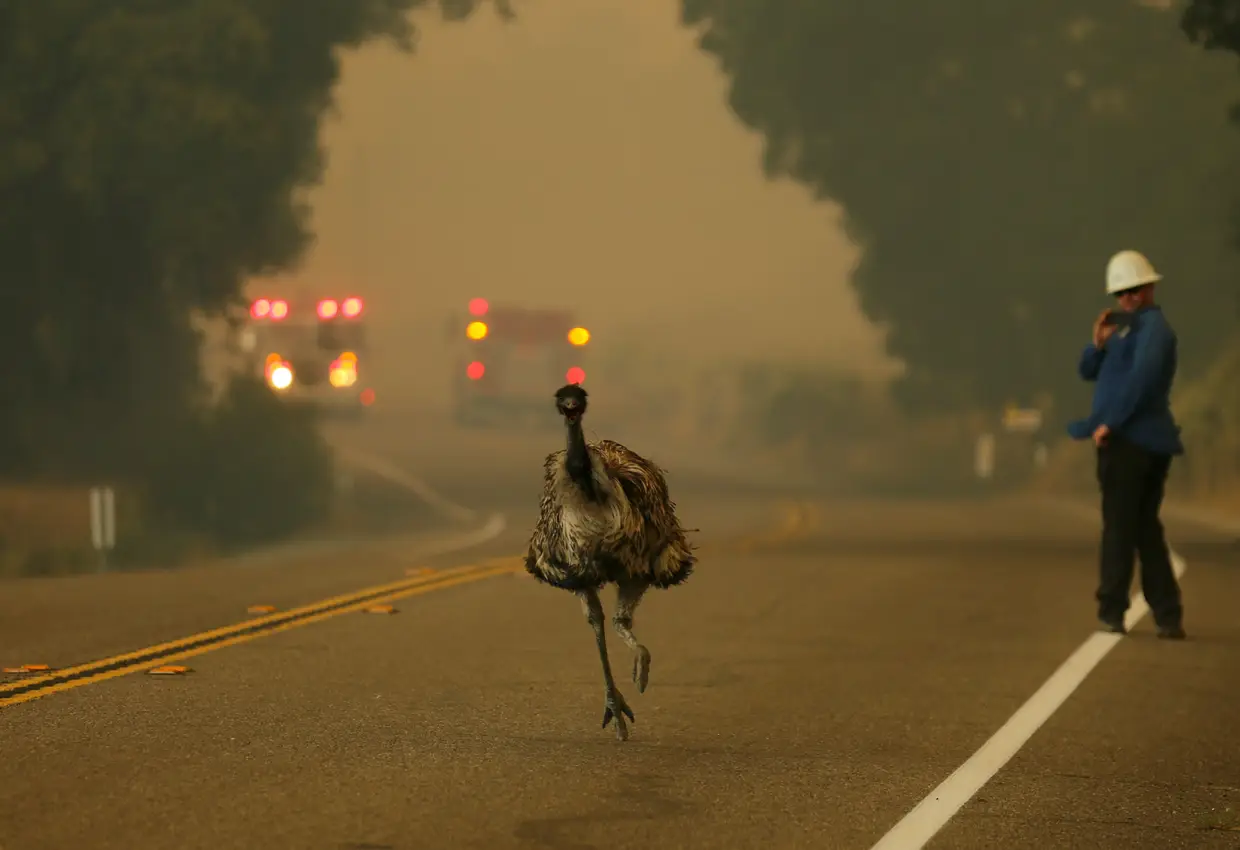 Chuva que teria sido bem-vinda, no combate incessante aos fogos nos Estados Unidos.