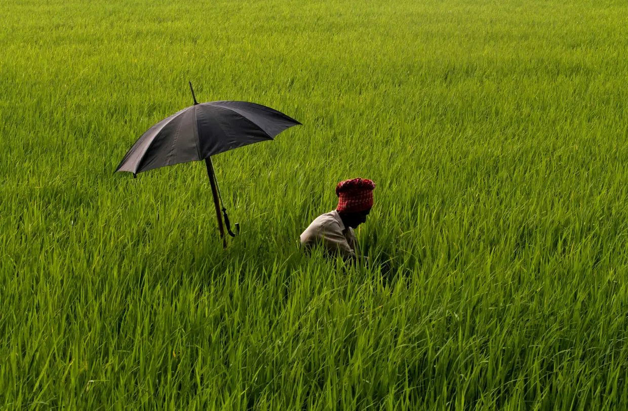 O trabalho nos campos de Bhubaneswar, na Índia.