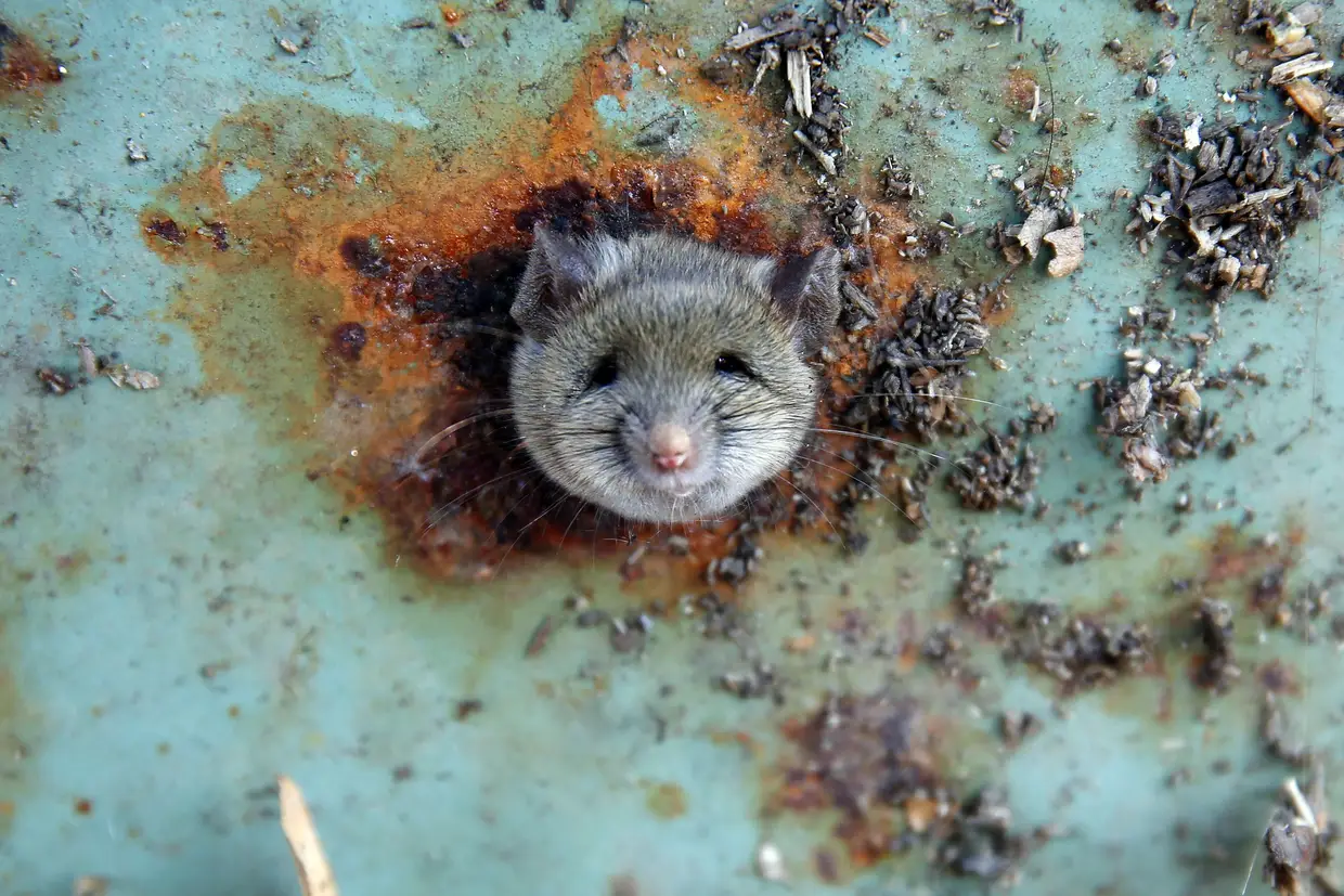 Um rato á espreita, dentro de um contentor do lixo em Nova Iorque.