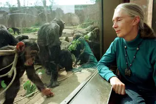 1997 - Jane Goodall no Jardim Zoológico de Taronga, em Sidney, na Austrália.
