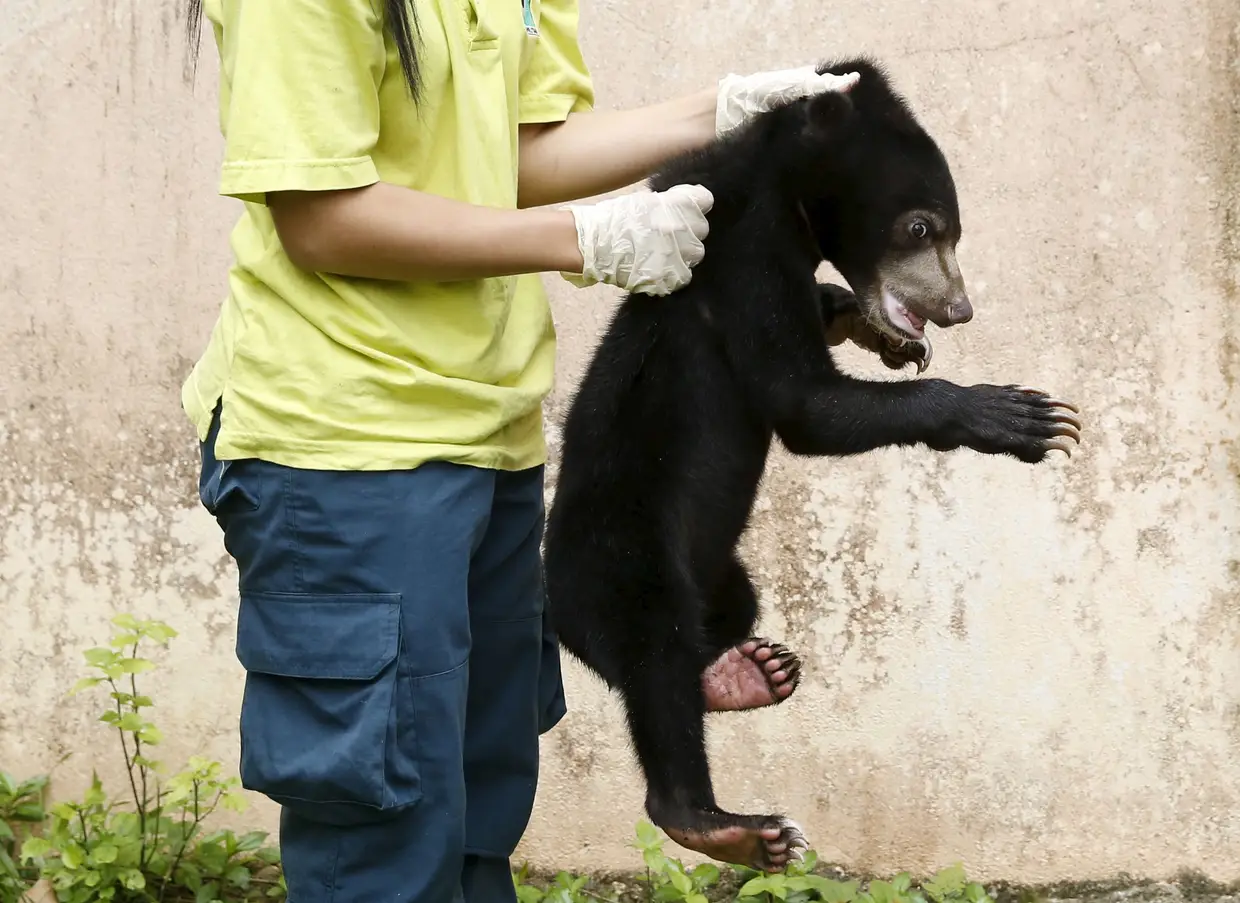 Urso-malaio, também conhecido como urso-do-sol.