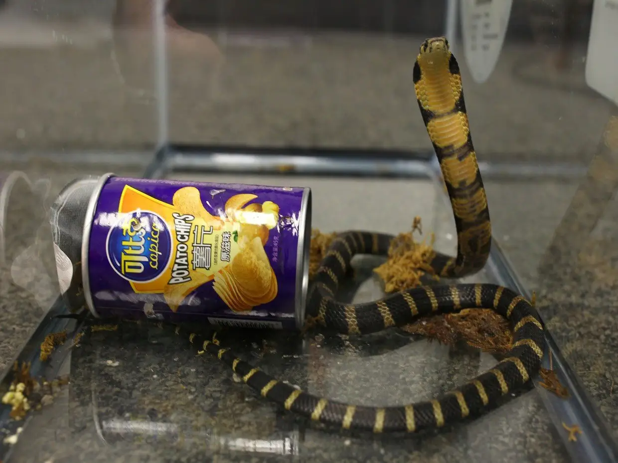 Uma cobra-real dentro de uma lata de batatas fritas