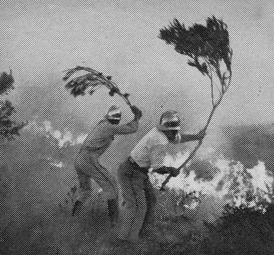 1966: Em setembro, um fogo na Serra de Sintra foi notícia em todo o mundo devido à morte de 25 militares do Regimento de Artilharia Antiaérea Fixa de Queluz, enquanto tentavam combater as chamas.