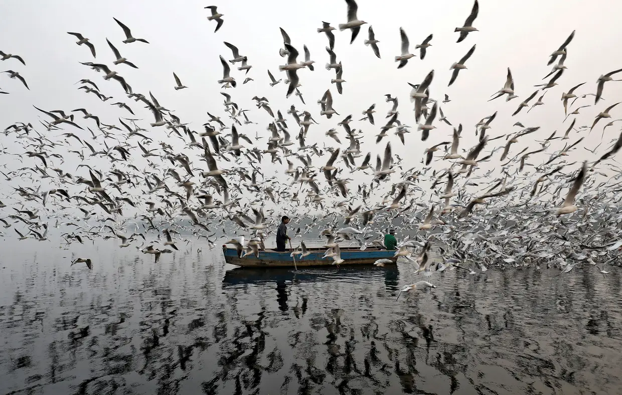 Novembro - Gaivotas procuram alimento numa pequena embarcação no rio Yamuna em Nova Deli, Índia.