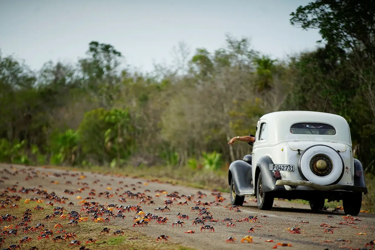 Milhares de caranguejos atravessam uma estrada próximo da praia de Girón, em Cuba.