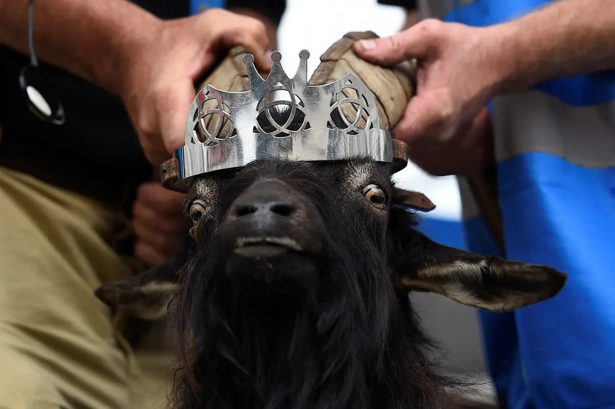 Cabra coroada na Irlanda numa cerimónia tradiocional, em Killorglin, na qual o animal é exibido durante três dias.