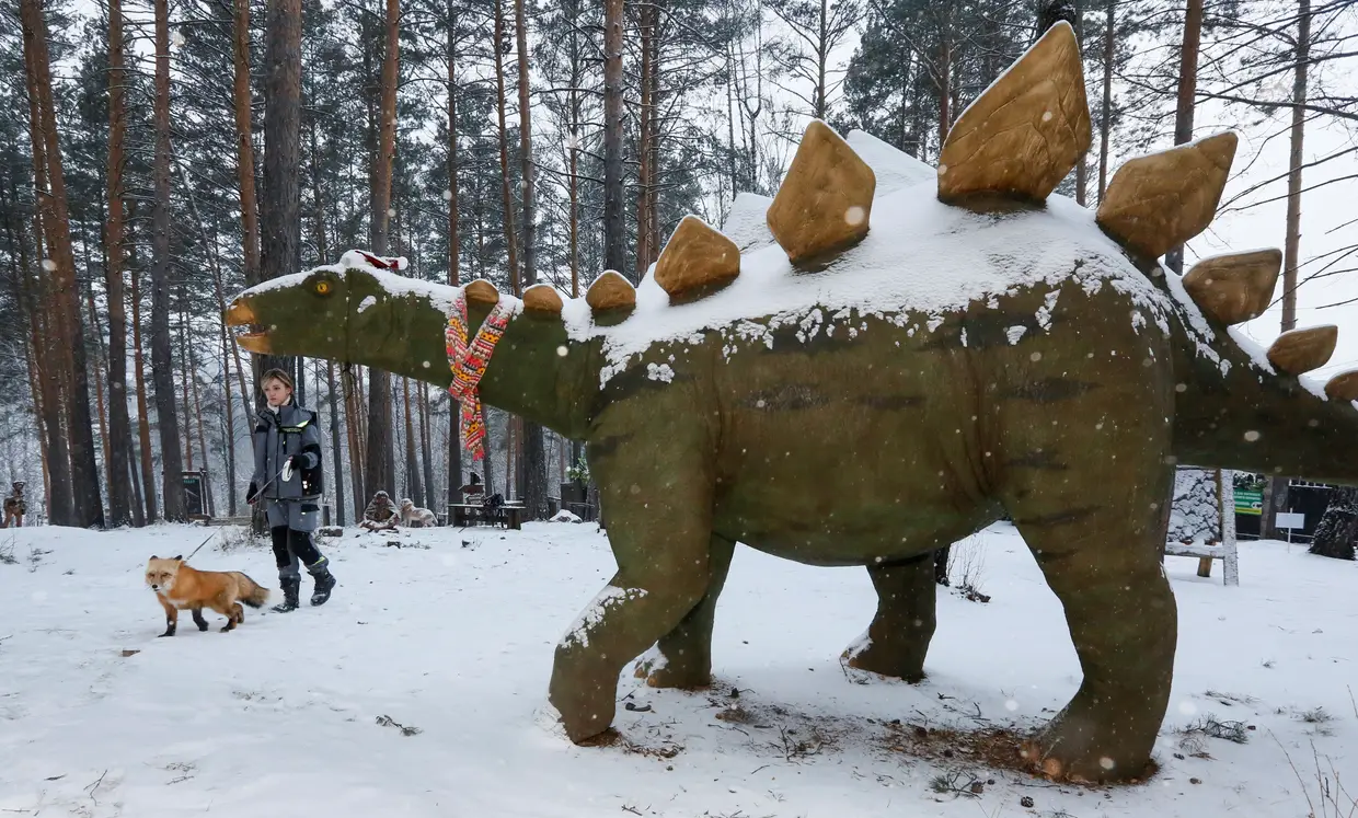 Vlada Zapolskaya, funcionário do Zoo Krasnoyarsk, na Sibéria, passeia com uma raposa pelo parque zoológico num programa que pretende que os animais selvagens aprendam a interagir com os visitantes.