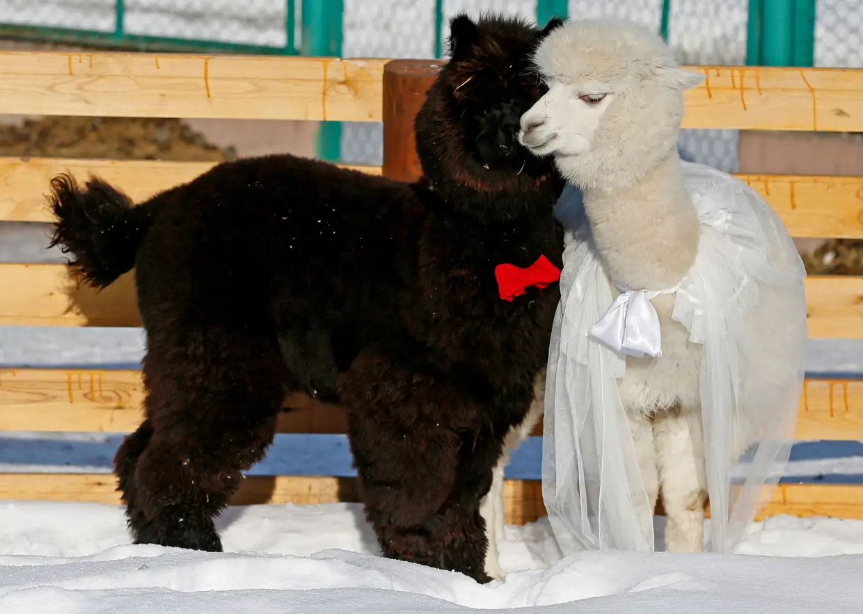 Casal de alpacas no Dia de São Valentim no Zoo de Krasnoyarsk, Rússia.