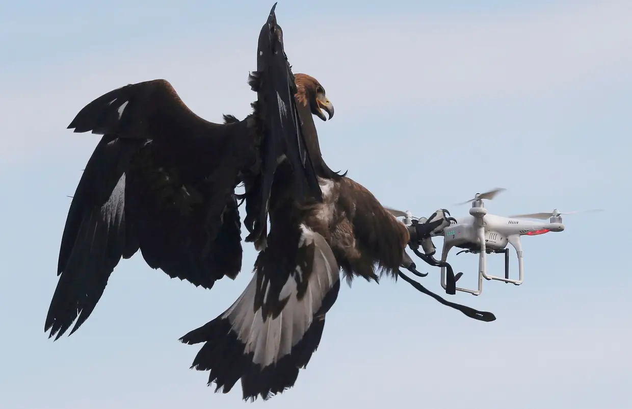 Águia interceta um drone usado num treino da Força Aérea francesa em Mont-de-Marsan, no sudoeste de França.