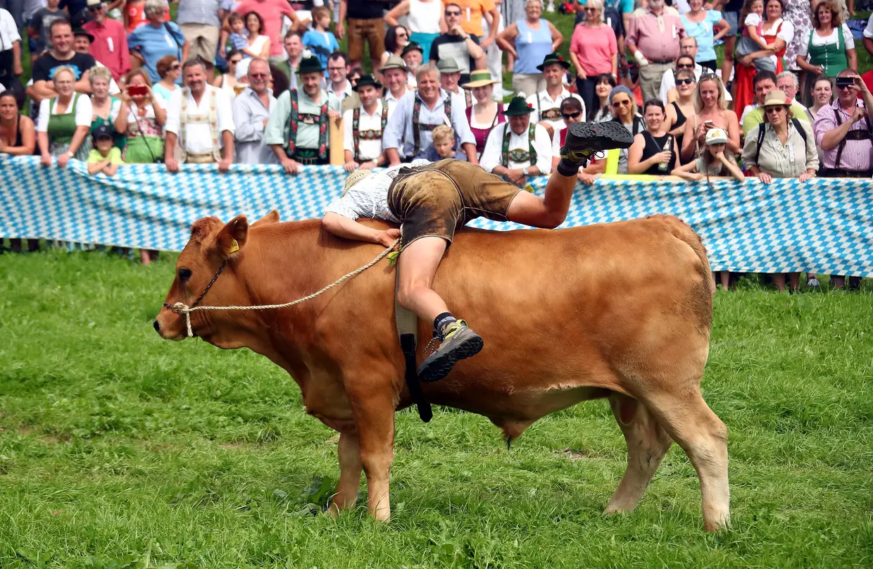 Corrida tradicional de bois na Baviera, Alemanha.