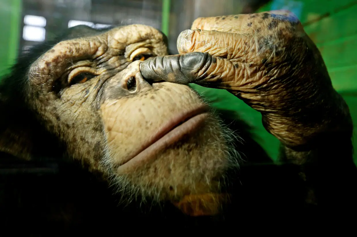Anfisa, 12 anos, chimpanzé fêmea no Royev Ruchey Zoo nos subúrbios da cidade de Krasnoyarsk, Rússia.