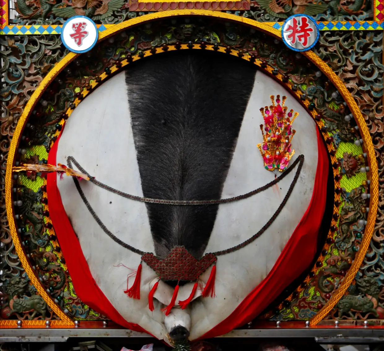 Carcaça decorada de um porco, vencedor do concurso "porco sagrado", realizado em Taipé, Taiwan.