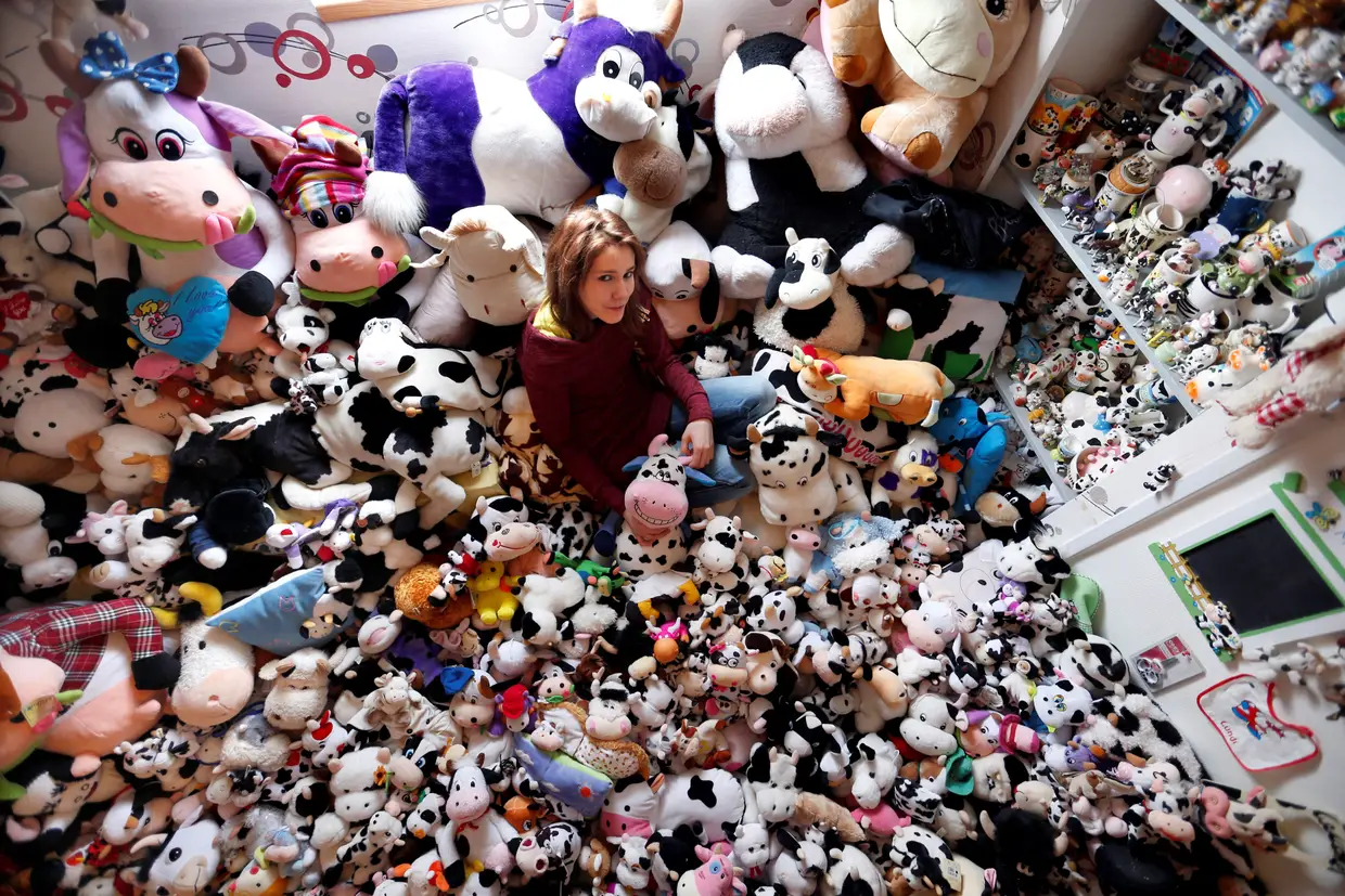 Modelo francesa Emeline Duhautoy exibe a sua coleção de 1.679 vacas de peluche na sua casa em Saint-Omer, no norte de França.