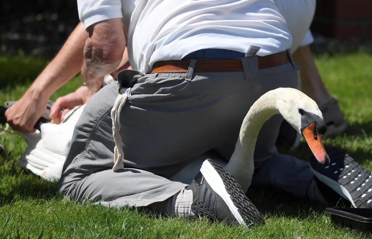 Cisnes são pesados, medidos e inspecionados, num evento anual de contagem destas aves no rio Tamisa, denominado "Os Cisnes da Rainha", próximo de Chertsey, no Reino Unido.