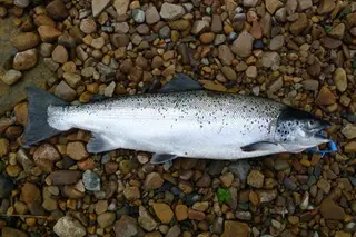 Como o salmão biológico está a mexer com economia irlandesa