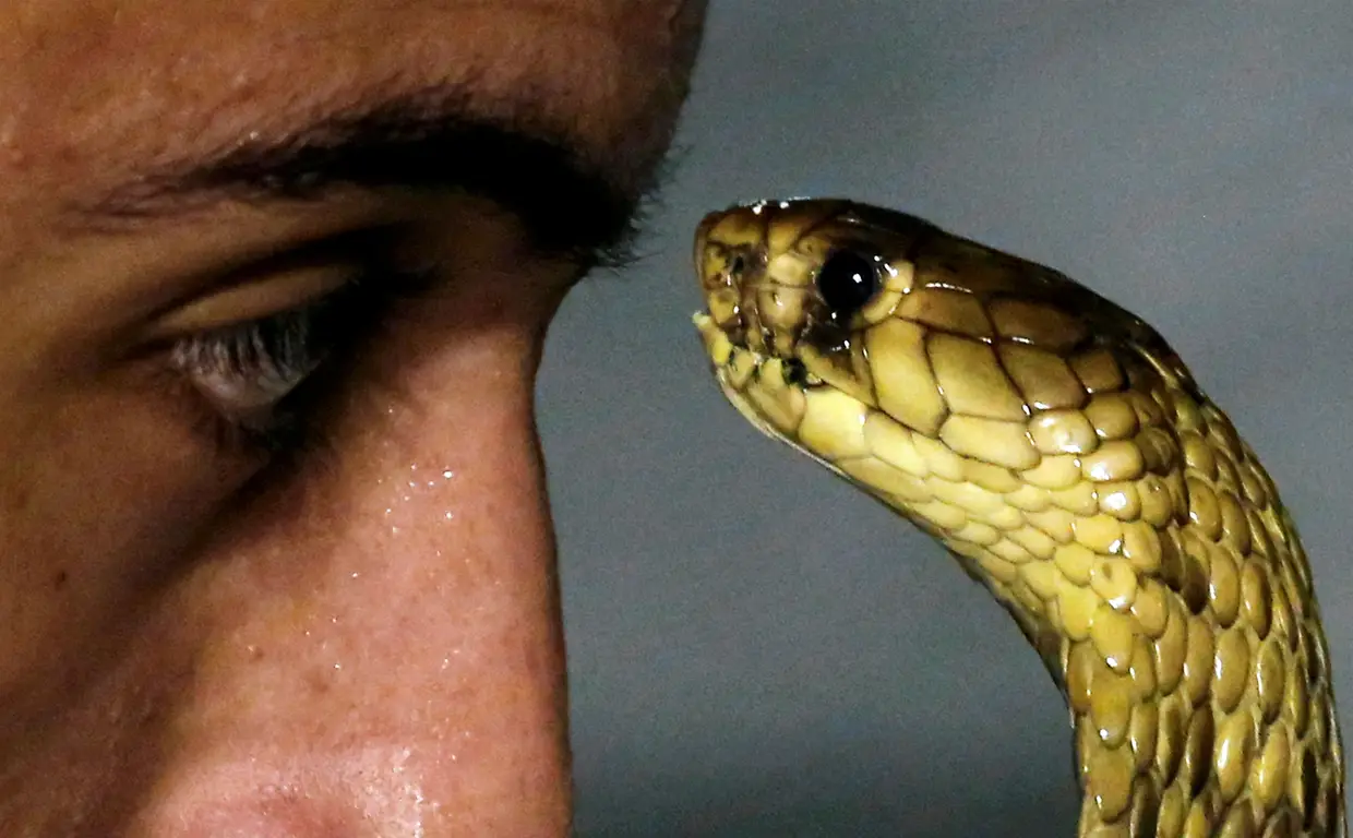 Amier El Refaie, o encantador de cobras, durante um espetáculo num resort, no Egito