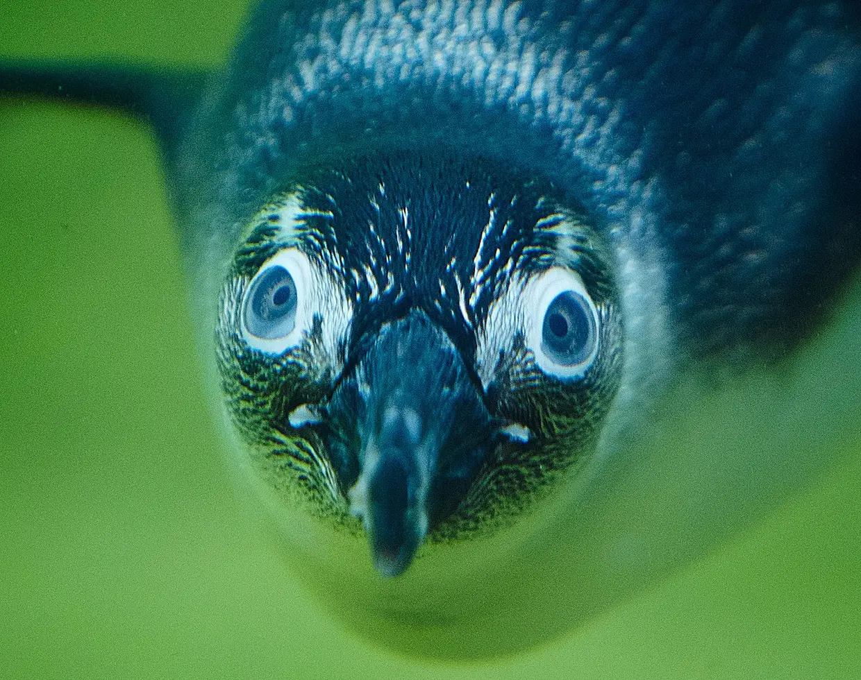 Um pinguim no zoo de Kronberg, na Alemanha