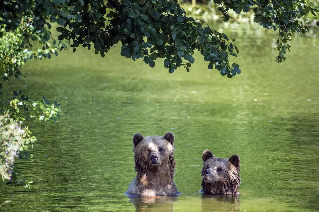 Dois ursos pardos, residentes do Parque de Vida Selvagem de Poing, na Alemanha