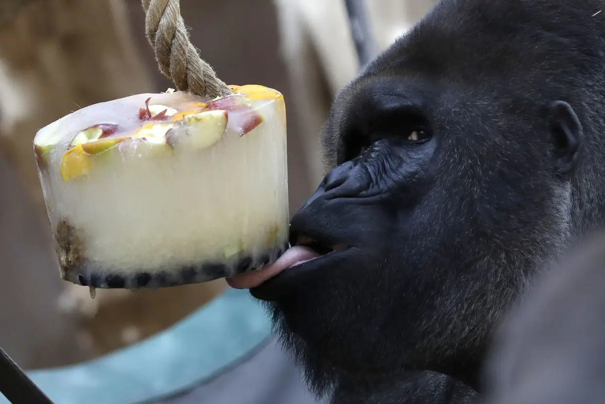 Um gorila combate o calor no Jardim Zoológico de Praga, República Checa