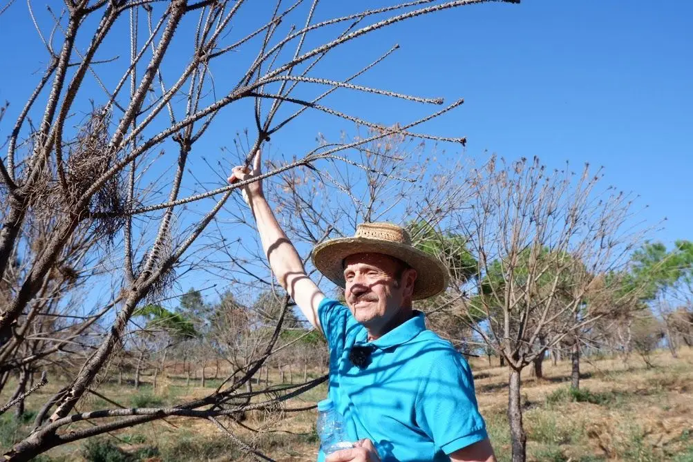 António Cruz, proprietário agroflorestal, lamenta a perda de cerca de 90% dos pinheiros mansos que tinha. Outubro de 2018, Vila Nova de Oliveirinha.