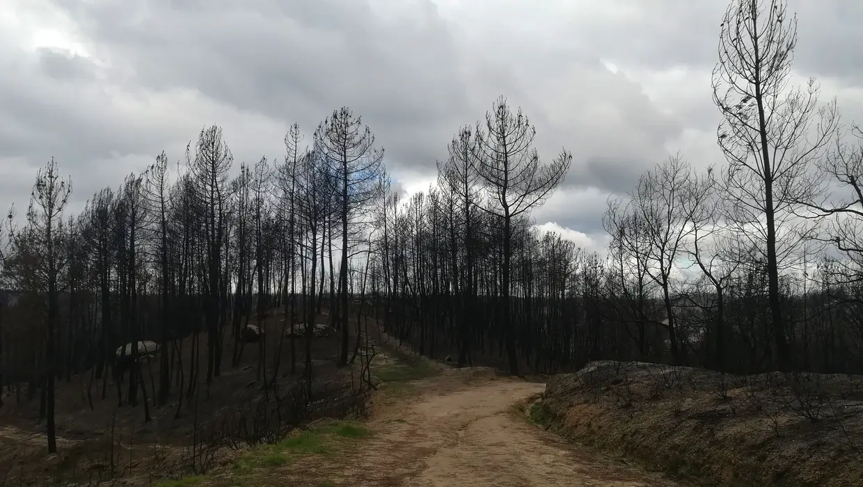 Área florestal de pinheiro-bravo ardida em outubro de 2017. Março de 2018, União das Freguesias de Covas e Vila Nova de Oliveirinha.