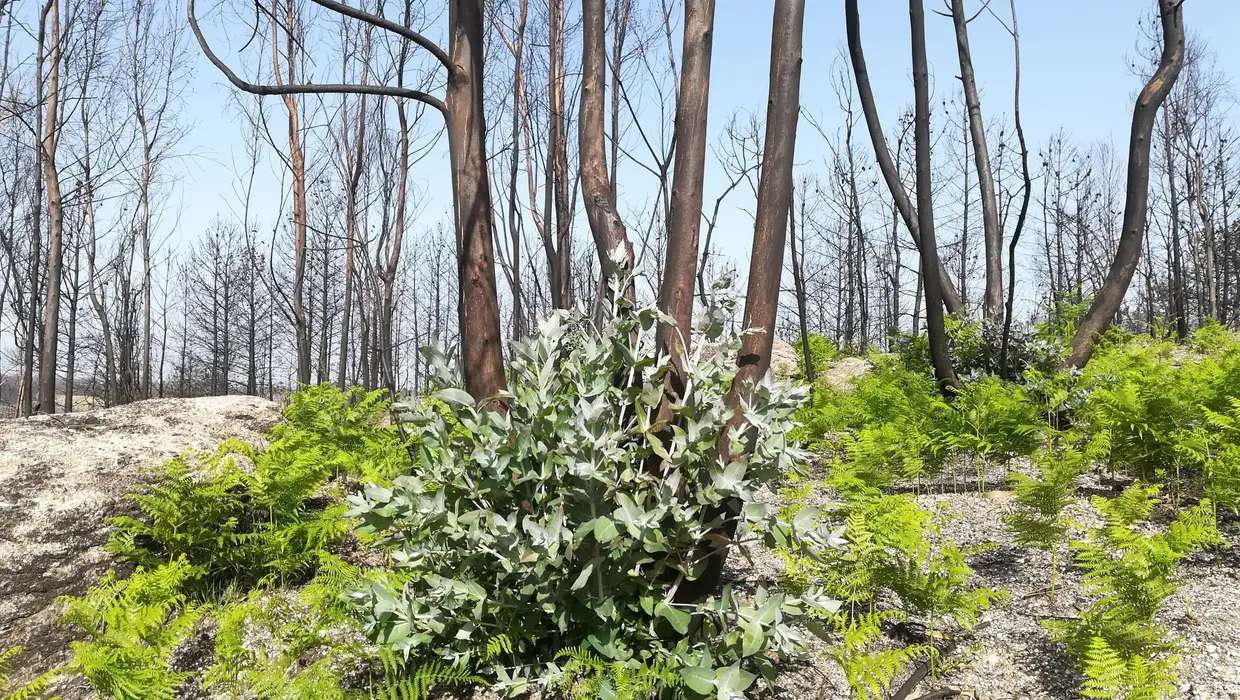 Regeneração vegetativa na base do tronco de eucalipto após incêndio de outubro de 2017. Abril de 2018, União das Freguesias de Covas e Vila Nova de Oliveirinha.
