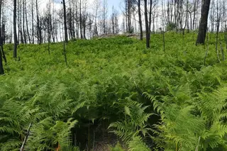 Tem o seu terreno registado? Um método mais simples está a chegar