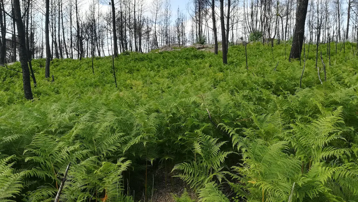 Fetos em terreno que ardeu em outubro de 2017. Junho de 2018, União das Freguesias de Covas e Vila Nova de Oliveirinha.