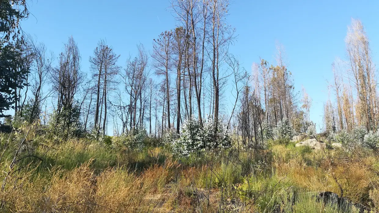 Área ardida onde existiam pinheiros, carvalhos e eucaliptos. Regeneração natural da vegetação herbácea, arbustiva e de eucaliptos e carvalhos. Julho de 2018, União das Freguesias de Covas e Vila Nova de Oliveirinha.