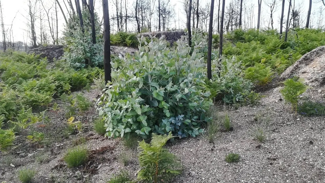 Regeneração vegetativa dos eucaliptos e surgimento de fetos e outras plantas após o fogo.
