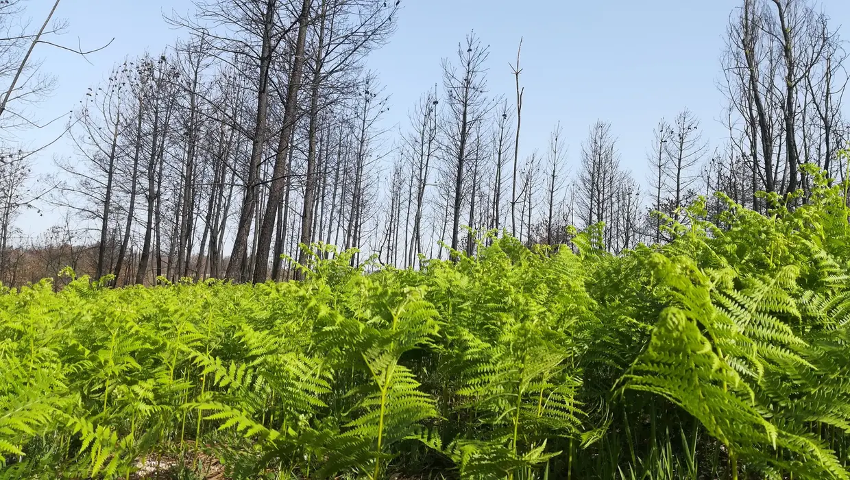Fetos em terreno que ardeu em outubro de 2017. Abril de 2018, União das Freguesias de Covas e Vila Nova de Oliveirinha.
