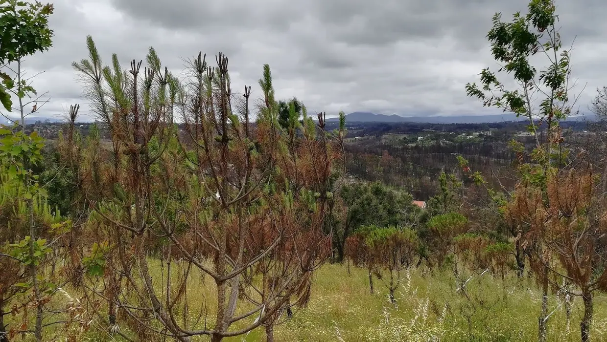 Alguns pinehiros mansos, cujas pontas não arderam totalmente, acabaram por recuperar após o incêndio de outubro de 2017.