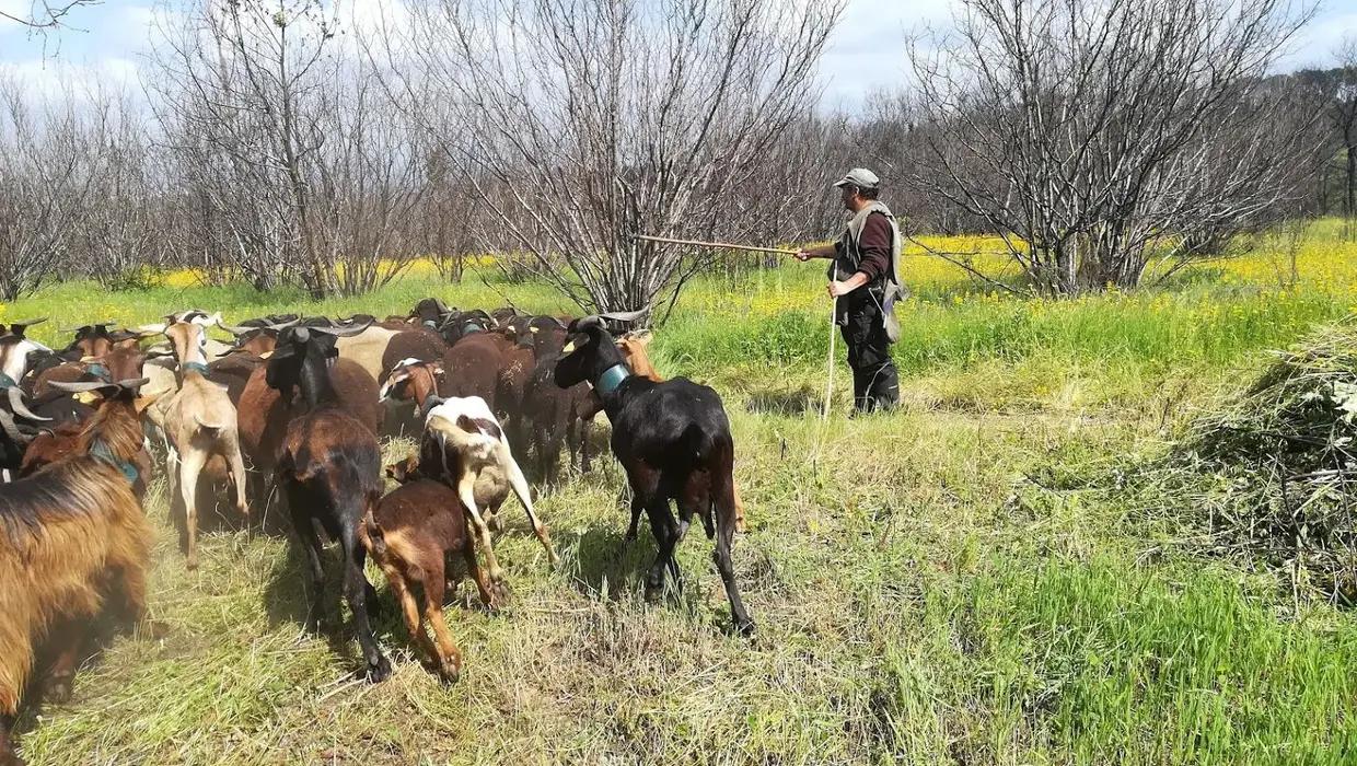 António Mota Abrantes aproveita o pasto alto que cresceu entre as aveleiras queimadas, após as chuvas de junho de 2018, para alimentar o rebanho de cabras e ovelhas. Junho de 2018, Vila Nova de Oliveirinha.