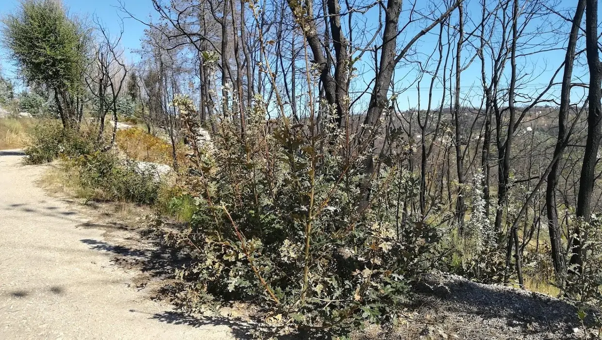 Regeneração natural de carvalhos e outras espécies. Outubro de 2018, União das freguesias de Covas e Vila Nova de Oliveirinha.