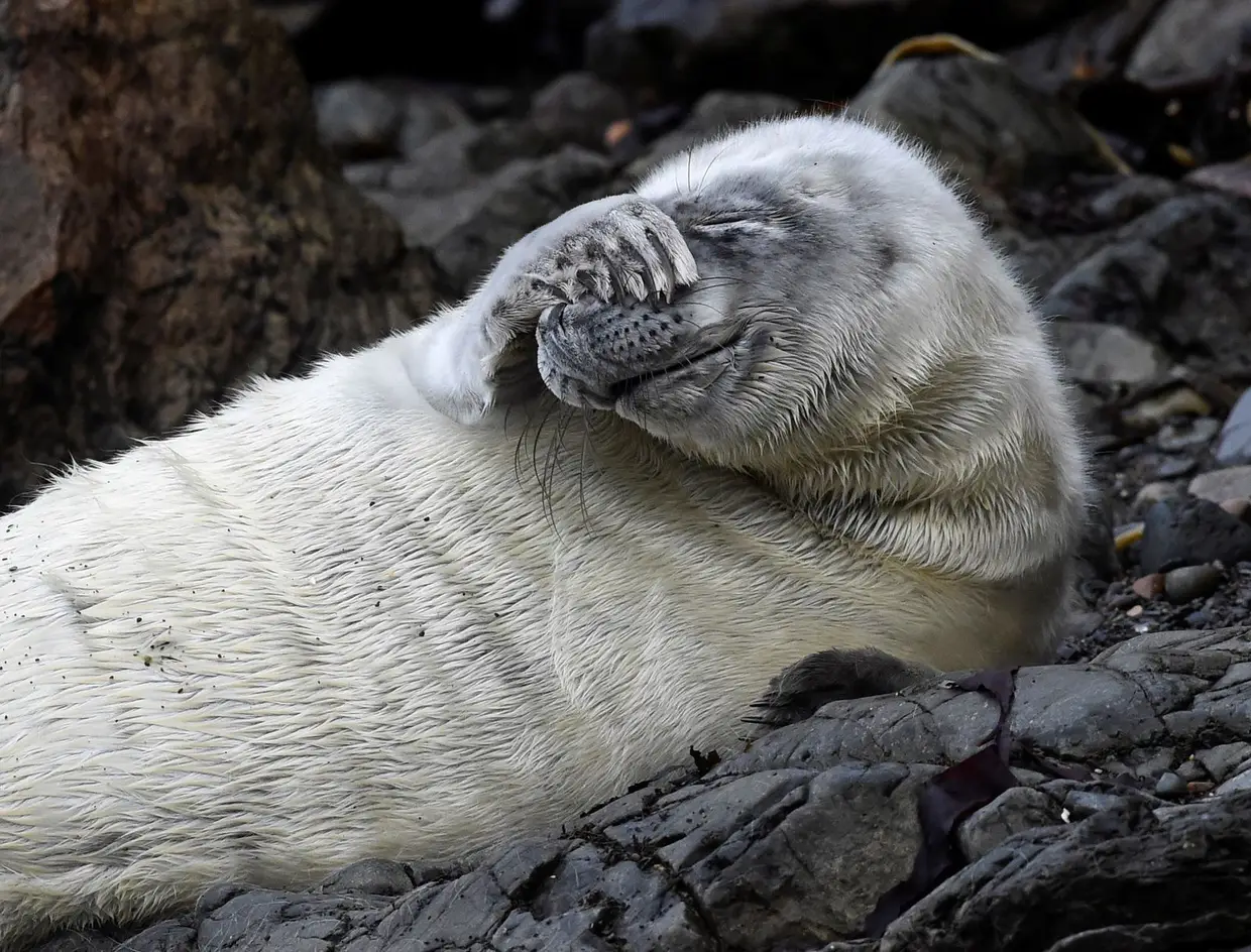 Um foca do Atlântico descansa sobre as rochas, Pembrokeshire, País de Gales, Reino Unido