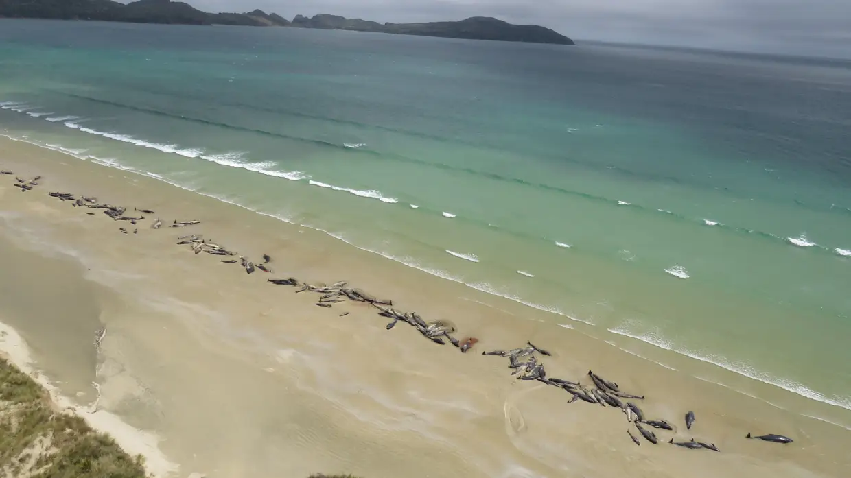 Pelo menos 145 baleias-piloto deram à costa na ilha Stewart, na Nova Zelândia. No sábado, quando o grupo foi encontrado, mais de metade das baleias já tinham morrido, as restantes tiveram de ser abatidas. A imagem foi divulgada hoje.
