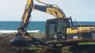 90 baleias-piloto encalharam na quinta-feira em Hanson Bay, nas remotas ilhas Chatham