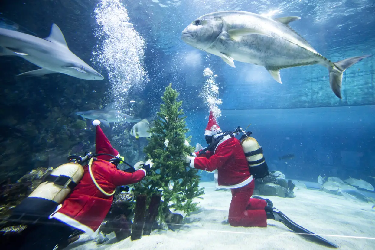 Mergulhadores vestidos de Pai Natal montam uma árvores de natal num aquário em Budapeste, Hungria