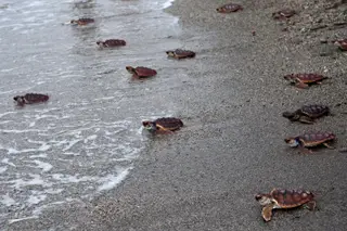 Tartatura-cabeçuda (caretta caretta).