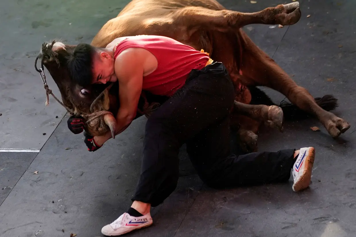 Zhong Xiaojie luta com um touro durante uma tourada em Jiaxing, na China