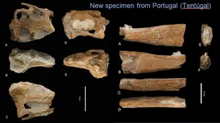 Crânio e mandíbula do Portugalosuchus, o mais antigo crocodilo do mundo com 95 milhões de anos