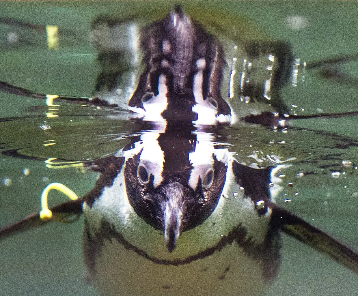 Um pinguim no Opel Zoo, perto de Frankfurt, Alemanha.