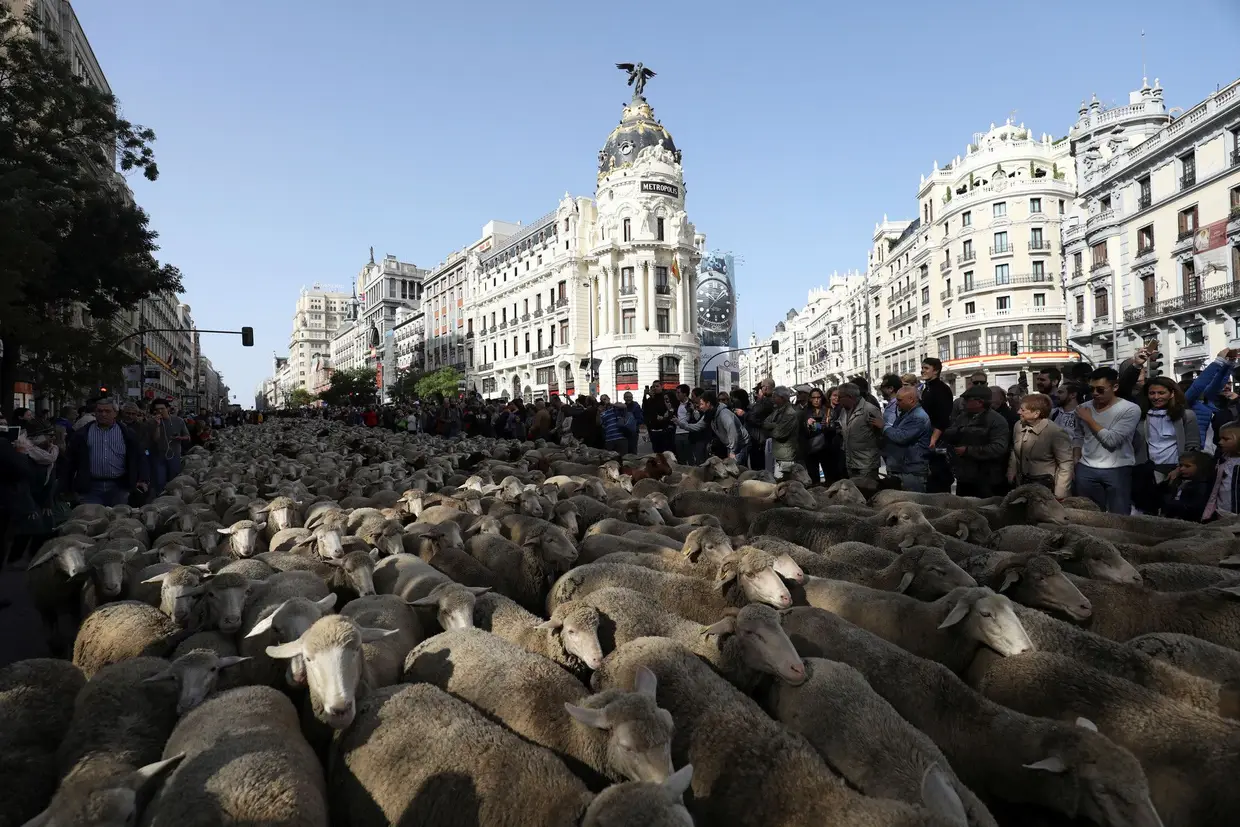 Os pastores espanhóis fizeram uma marcha com milhares de ovelhas, no centro de Madrid. A manifestação teve como objetivo reivindicar o direito de usar as antigas rotas de migração de animais, que com a crescente urbanização foram ocupadas por estradas e prédios.