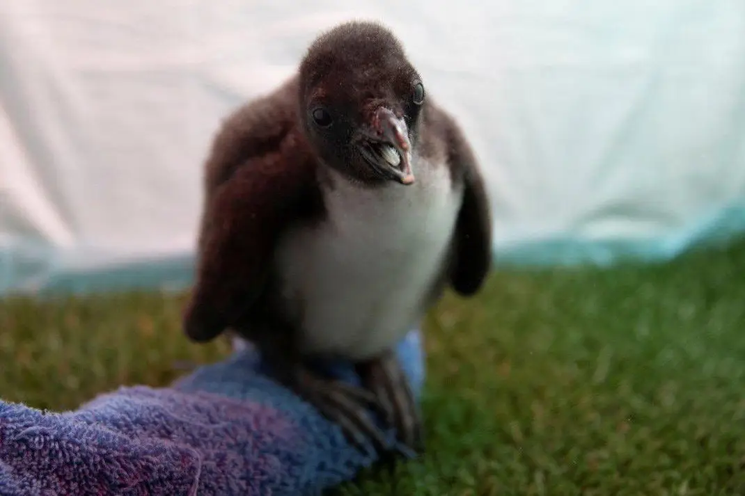 Uma imagem divulgada pelo Jardim Zoológico de Loro, Santa Cruz de Tenerife, mostra um dos 14 pinguins que nasceram recentemente no Zoo.