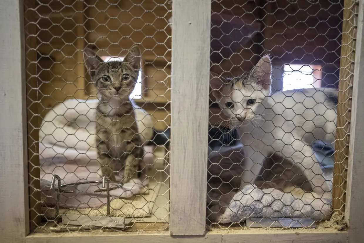 Clínica de resgate de animais abandonados na Cidade do Cabo, África do Sul.