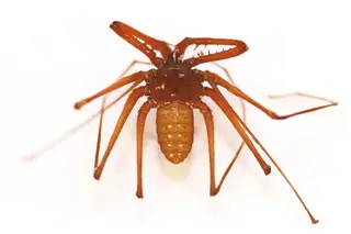 Sarax timorensis